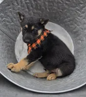 Konnor, a male German Shepherd Dog for sale in Interlaken, NY – Photo 4 of 7