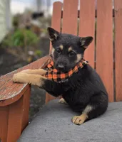 Konnor, a male German Shepherd Dog for sale in Interlaken, NY – Photo 5 of 7
