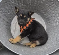 Konnor, a male German Shepherd Dog for sale in Interlaken, NY – Photo 6 of 7