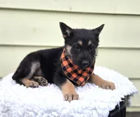 Konnor, a male German Shepherd Dog for sale in Interlaken, NY – Photo 3 of 7
