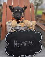 Konnor, a male German Shepherd Dog for sale in Interlaken, NY – Photo 7 of 7