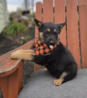 Konnor, a male German Shepherd Dog for sale in Interlaken, NY – Photo 2 of 7
