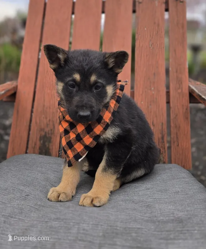 Konnor – German Shepherd Dog puppy for sale in Interlaken, NY