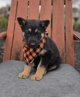 Konnor, a male German Shepherd Dog for sale in Interlaken, NY – Photo 1 of 7