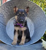 Tammy, a female German Shepherd Dog for sale in Interlaken, NY – 3 of 5