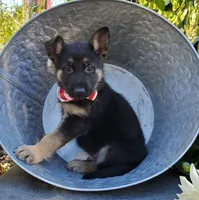 Tommy, a male German Shepherd Dog for sale in Interlaken, NY – 1 of 5