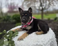 Kelsey, a female German Shepherd Dog for sale in Interlaken, NY – Photo 6 of 6