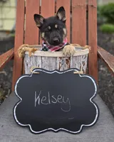 Kelsey, a female German Shepherd Dog for sale in Interlaken, NY – Photo 4 of 6