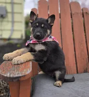 Kelsey, a female German Shepherd Dog for sale in Interlaken, NY – Photo 5 of 6