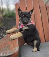Kelsey, a female German Shepherd Dog for sale in Interlaken, NY – Photo 2 of 6