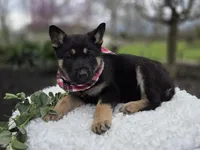 Kelsey, a female German Shepherd Dog for sale in Interlaken, NY – Photo 3 of 6