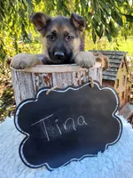 Tina, a female German Shepherd Dog for sale in Interlaken, NY – 3 of 5