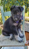 Tina, a female German Shepherd Dog for sale in Interlaken, NY – 5 of 5