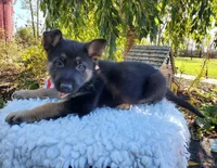 Tommy, a male German Shepherd Dog for sale in Interlaken, NY – 2 of 5