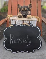 Kassidy, a female German Shepherd Dog for sale in Interlaken, NY – Photo 7 of 7