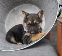 Kassidy, a female German Shepherd Dog for sale in Interlaken, NY – Photo 3 of 7
