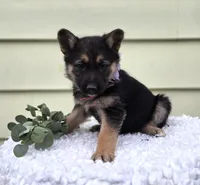 Kassidy, a female German Shepherd Dog for sale in Interlaken, NY – Photo 2 of 7