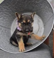 Kassidy, a female German Shepherd Dog for sale in Interlaken, NY – Photo 4 of 7