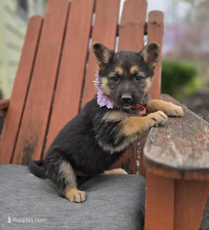 Kassidy – German Shepherd Dog puppy for sale in Interlaken, NY