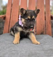 Kassidy, a female German Shepherd Dog for sale in Interlaken, NY – Photo 5 of 7