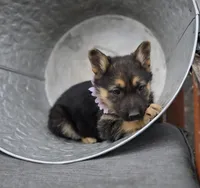 Kassidy, a female German Shepherd Dog for sale in Interlaken, NY – Photo 6 of 7