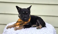 Kade, a male German Shepherd Dog for sale in Interlaken, NY – Photo 4 of 5