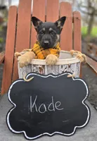 Kade, a male German Shepherd Dog for sale in Interlaken, NY – Photo 5 of 5