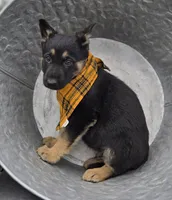 Kade, a male German Shepherd Dog for sale in Interlaken, NY – Photo 3 of 5