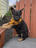 Kade, a male German Shepherd Dog for sale in Interlaken, NY – Photo 1 of 5
