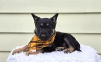 Kade, a male German Shepherd Dog for sale in Interlaken, NY – Photo 2 of 5