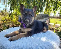 Tammy, a female German Shepherd Dog for sale in Interlaken, NY – 4 of 5