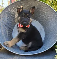 Tommy, a male German Shepherd Dog for sale in Interlaken, NY – 4 of 5