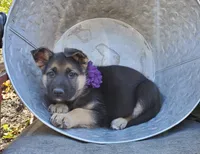 Tina, a female German Shepherd Dog for sale in Interlaken, NY – 2 of 5