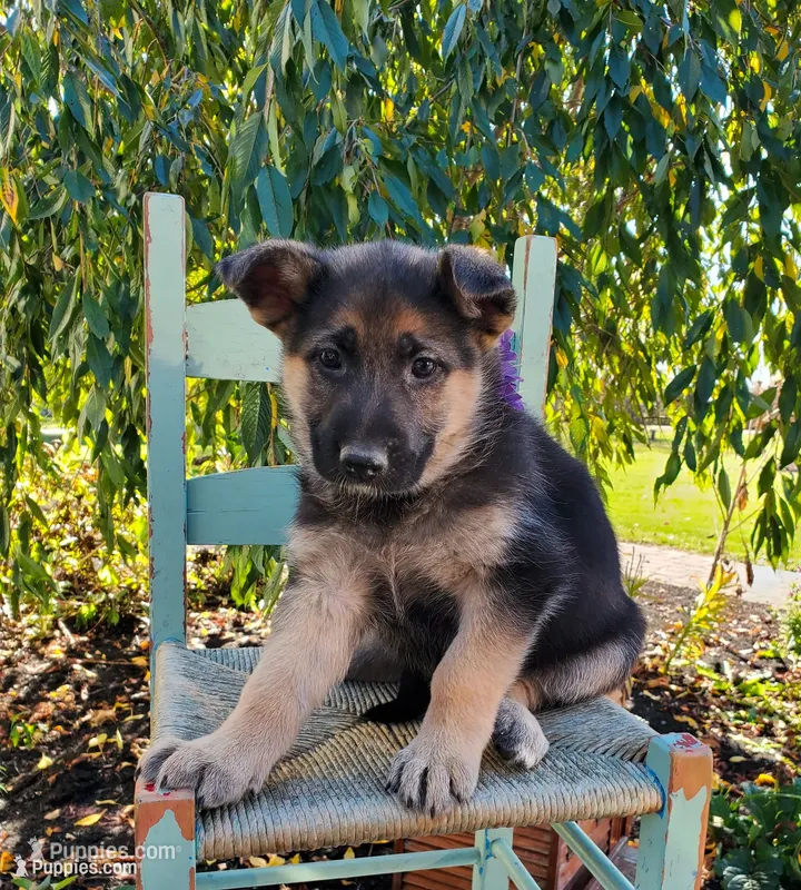 Tina, a female German Shepherd Dog for sale in Interlaken, NY – 1 of 5