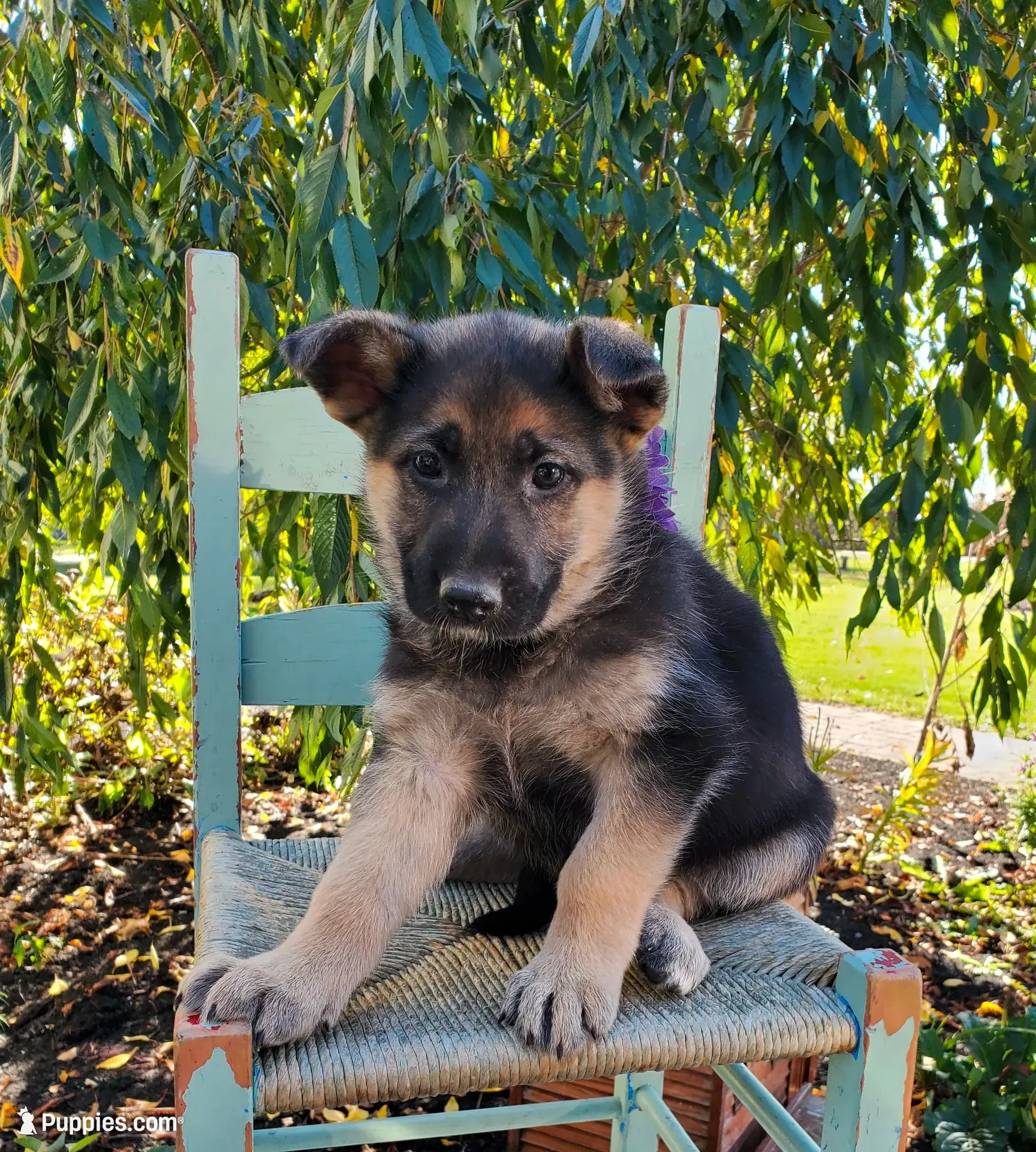 Tina, a female German Shepherd Dog for sale in Interlaken, NY – 1 of 5