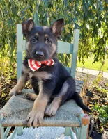 Tommy, a male German Shepherd Dog for sale in Interlaken, NY – 3 of 5