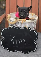 Kim, a female German Shepherd Dog for sale in Interlaken, NY – Photo 7 of 7