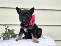 Kim, a female German Shepherd Dog for sale in Interlaken, NY – Photo 1 of 7