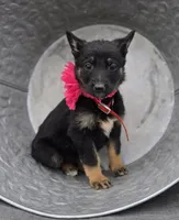 Kim, a female German Shepherd Dog for sale in Interlaken, NY – Photo 2 of 7
