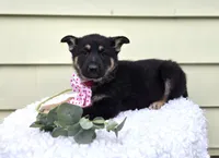 Kate, a female German Shepherd Dog for sale in Interlaken, NY – Photo 4 of 6