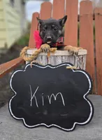 Kim, a female German Shepherd Dog for sale in Interlaken, NY – Photo 4 of 7
