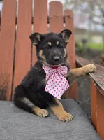 Kate, a female German Shepherd Dog for sale in Interlaken, NY – Photo 3 of 6