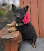 Kim, a female German Shepherd Dog for sale in Interlaken, NY – Photo 6 of 7