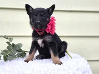 Kim, a female German Shepherd Dog for sale in Interlaken, NY – Photo 5 of 7