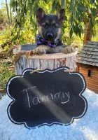 Tammy, a female German Shepherd Dog for sale in Interlaken, NY – 2 of 5