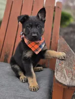 Kyle, a male German Shepherd Dog for sale in Interlaken, NY – Photo 1 of 6