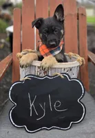 Kyle, a male German Shepherd Dog for sale in Interlaken, NY – Photo 6 of 6