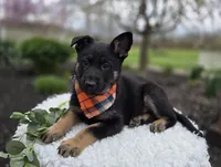 Kyle, a male German Shepherd Dog for sale in Interlaken, NY – Photo 2 of 6
