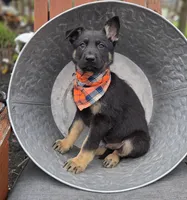 Kyle, a male German Shepherd Dog for sale in Interlaken, NY – Photo 4 of 6