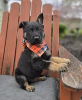 Kyle, a male German Shepherd Dog for sale in Interlaken, NY – Photo 5 of 6